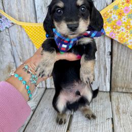 Blueberry PopTart - Black and cream male Dachshund puppy in Middleton, Idaho from Doodle Doxie
