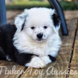 Miniature Australian Shepherd and Toy Australian Shepherd Puppies from Tinker Toy Aussies & Minis