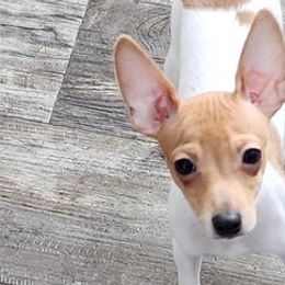 Toy Fox Terriers from Carr's Edition Toy Fox Terriers