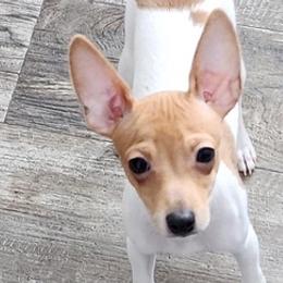 Toy Fox Terriers from Carr's Edition Toy Fox Terriers