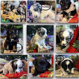 Australian Shepherd Puppies from Eileensaussies