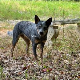 Bacardi - Australian Cattle Dog
