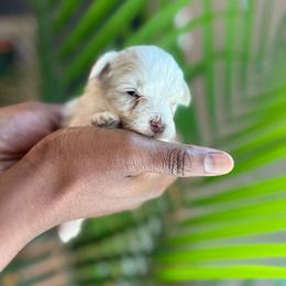 Boy 1 - Wheaten male Miniature Schnauzer puppy in Charlotte, North Carolina from Golden Leaf Kennels LLC