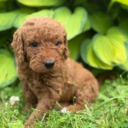 Purple girl - Red  female Goldendoodle puppy in Rush, New York from Care Bear Puppies