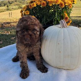 Brandy - Sable female Cockapoo puppy in Mena, Arkansas from Ouachita River Cockapoos