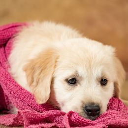 Golden Retriever Puppies from Golden Borealis