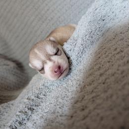 Flame - Red and white female Siberian Husky puppy in Wisconsin from Liberty Siberians