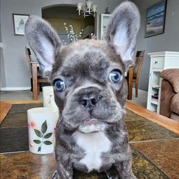 Fiona - Fawn brindle and white female French Bulldog puppy in Fort Myers, Florida from Wendy's French Bulldogs