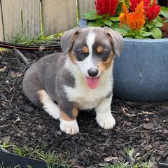 Girl 4 - Blue female Pembroke Welsh Corgi puppy in Ocala, Florida from Dolan Farms Corgis
