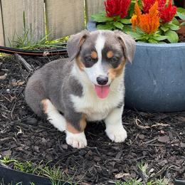 Girl 4 - Blue female Pembroke Welsh Corgi puppy in Ocala, Florida from Dolan Farms Corgis
