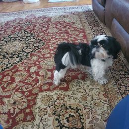 Hank - Shih Tzu