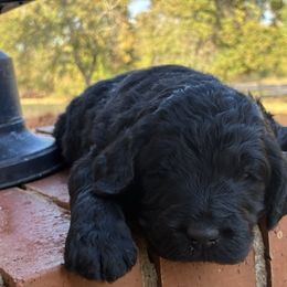 Nate - Black male Goldendoodle puppy in Oklahoma City, Oklahoma from Foneb Farm - The F1B Farm