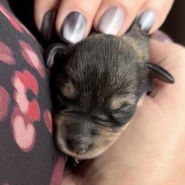 Willow - Salt and pepper female Miniature Schnauzer puppy in Hull, Georgia from Ardent Miniature Schnauzers of Athens