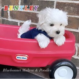 Maltese Puppies from Best Maltese & Toy Poodles