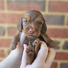 Gompers - Chocolate and tan male Dachshund puppy in Loganville, Georgia from Royal Dackel Haus