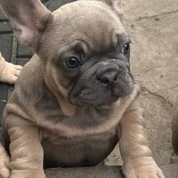 Gertie has OFA Parents - Fawn female French Bulldog puppy in Billings, Montana from Yellowstone Frenchies
