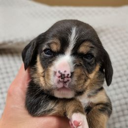 Girl 3 - Black tan and white female Beagle puppy in Baltimore, Maryland from Country Acres Farm