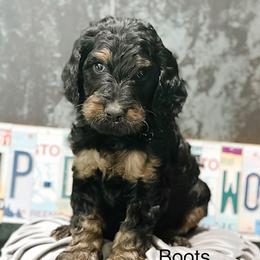 Boots - Phantom male Goldendoodle puppy in Pasco, Washington from Camp Doodle Woods