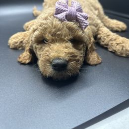Light Purple Collar - Goldendoodle puppy in Ellsinore, Missouri from Doodles of Carter Co