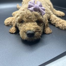 Light Purple Collar - Goldendoodle puppy in Ellsinore, Missouri from Doodles of Carter Co