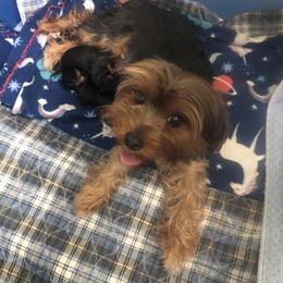 Lu Lu - Yorkshire Terrier