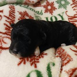 Mocha - Silver female Havapoo puppy in North Carolina from Faithful Hearts Kennel