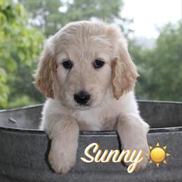 Sunny - Cream male Aussiedoodle puppy in Kings Mountain, North Carolina from Champion Farms Doodles