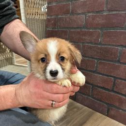 Faithful - Red male Pembroke Welsh Corgi puppy in Delton, Michigan from CorGizmo