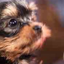 Portuguese Water Dogs and Yorkshire Terriers from Wynsumly