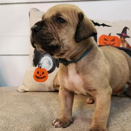 Boy 1 - Fawn Boerboel puppy in Royse City, Texas from Leontix Boerboels