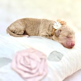 Twilight - Cream female Goldendoodle puppy in Evans, Georgia from Have-a-Doodle Hill