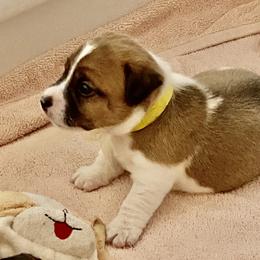Golden Retriever and Jack Russell Terrier Puppies from Shelby Burleson's Golden Retrievers and Jack Russell Terriers