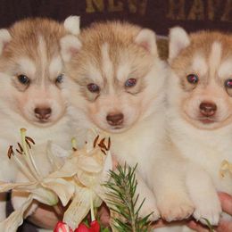 Siberian Husky Puppies from Jalerran