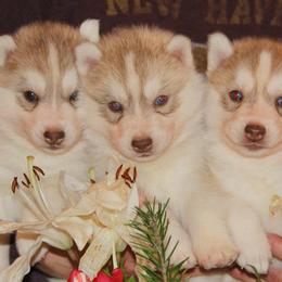 Siberian Husky Puppies from Jalerran