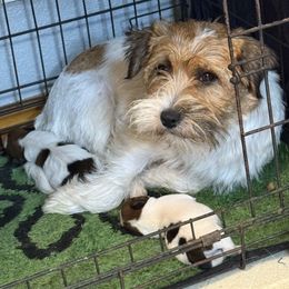 General - White and tan male Russell Terrier puppy in Oklahoma from Elite Russell Terriers