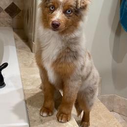 Australian Shepherd, Miniature American Shepherd, Miniature Australian Shepherd, and Toy Australian Shepherd Puppies from Painted Blue Aussies