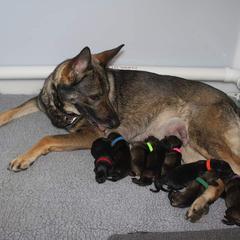 German Shepherd Puppies from Glaurung Kennel