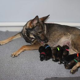 German Shepherd Puppies from Glaurung Kennel