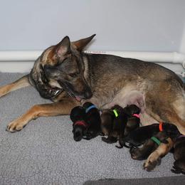 German Shepherd Puppies from Glaurung Kennel