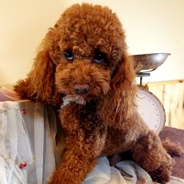 Cavapoos, Goldendoodles, and Poodles from Rosie Doodle Dandies