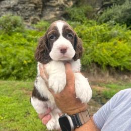 Aggie - Liver and white female English Springer Spaniel puppy in Manchester, Kentucky from Appalachian Kennels