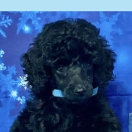 Kerry Blue Terrier and Poodle Puppies from Thelmarys Hernandez