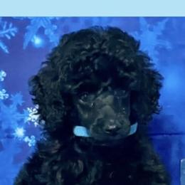 Kerry Blue Terrier and Poodle Puppies from Thelmarys Hernandez