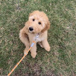 Goldendoodle All Grown Up from Ellie & Co. Doodles