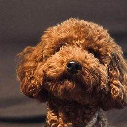 Princess - Poodle