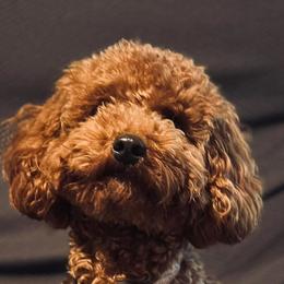 Princess - Poodle