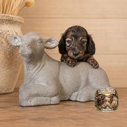 ATLAS - Brindle male Dachshund puppy in Greenfield, Ohio from Buck Run Creek Dachshunds