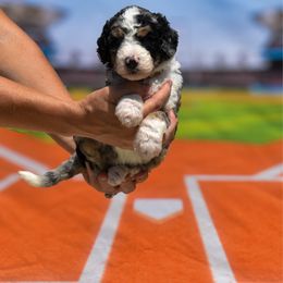 Demarini - Blue merle female Bernedoodle puppy in Lake Charles, Louisiana from Journey Doodles