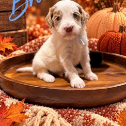 Brooks - Parti male Goldendoodle puppy in Oklahoma from Faithful Hill Doodles