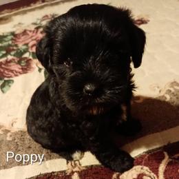 Poppy - Black female Miniature Schnauzer puppy in Midland, Texas from Shebbies Puppy Palace
